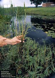 Image result for Panicum repens