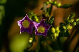 Image result for Ipomoea parasitica