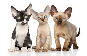 Mèo lông xoăn Devon Rex