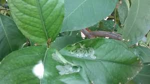 Yellow leaves on citrus trees is your plant's way of saying change your fertilizer. Citrus Leaves Curling And Turning Yellow Mesa Az Warners Tree Surgery