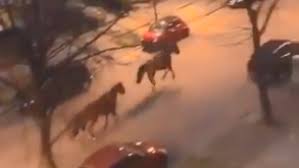 (sports hippiques) dans une course hippique, cheval qui fait figure de grand favori, cheval de la course, celui qui semble le plus en mesure de gagner. 3u5otfybab E5m