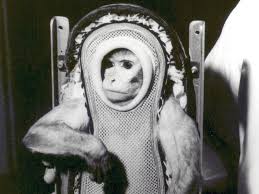 Animals In Space Space Animals Project Mercury Space Disasters