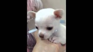 Extra Micro Donny White Chihuahua With Blue Eyes For Sale Youtube