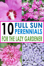 Apr 22, 2021 · plant these summer annuals and perennials for flowers all summer long. Pin On Container Gardening 2
