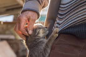 International cat day #internationalcatday august 9: Pet Awareness Days Events 2021 Awareness Days Calendar