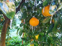 Naranjas Del Carmen Naranjasdelcarmen Com Beitrage Facebook