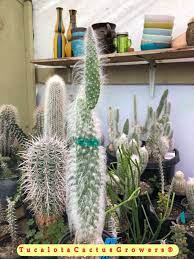 It grows soft, white, clumps that looks like white fur or hair instead of spines. Pin On Https Tucalotacactusgrowers Com