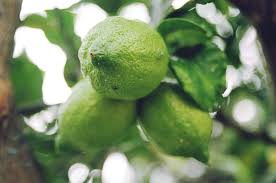 Limes need warmer temperatures than other citrus trees in order to fruit. 5394306 4928x3264 Garden Gardening Green Farming Citrus Tree Free Images Citrus Fresh Fruit Leaves Lemon Fruit Farm Depth Of Filed Plantation Citru Plant Tree Nature Lime Leaf Lime Tree Mocah Hd Wallpapers