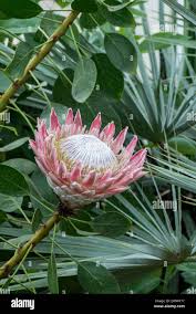 Image result for Protea rupestris