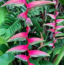 Pin On Kauai Garden Island