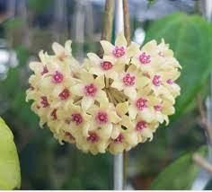 Pin By Flowers In Heart On Hoya Flower Trellis Beautiful Flowers Purple Flowers