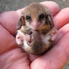 The Impossibly Tiny Australian Pygmy Possum Scary Animals Cute Animals Cute Baby Animals