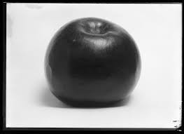 Compare your arkansas black apple with our extensive apple identification database. Mammoth Black Twig Arkansas Apple At W A Sandefur In Robards Kentucky 11 11