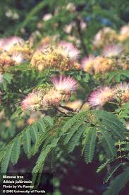 I live in texas and since i was a kid i've chewed on mimosa trees , not sure of scientific name but green leaves that fold. Silk Tree Aquaplant Management Of Pond Plants Algae