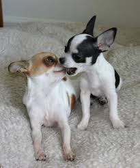 Black And White Teacup Chihuahua For Sale Pets Lovers