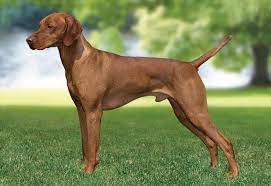 The mother is the 6th picture in the add and the. Canadian Kennel Club Club Canin Canadien