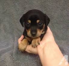 Black And Tan Chiweenie Puppy Chiweenie Puppies Chiweenie Puppies Chiweenie Dogs Chiweenie