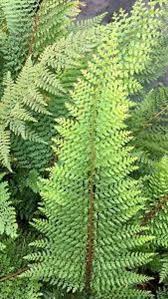 Image result for Polystichum sinense