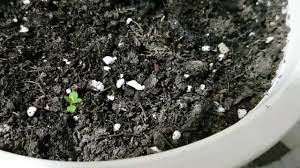 The potting soil must be sterile. Easily Get Rid Of Tiny Dark Silver Bugs In Soil Of House Plants Unica Plants