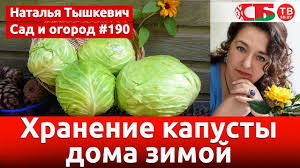 во саду ли в огороде юлия миняева посадка капусты Kak Hranit Kapustu V Domashnih Usloviyah Zimoj Youtube
