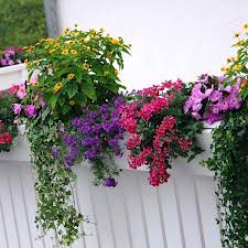 Image result for foto moud Forsterův