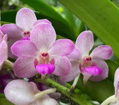 Image result for Hunteria myriantha