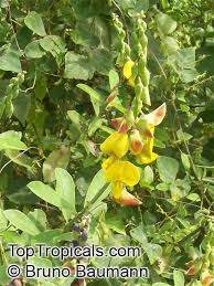 Image result for Crotalaria podocarpa