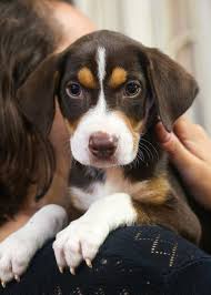 We did not find results for: Dogs And Puppies For Adoption Brother Wolf Ashville Nc