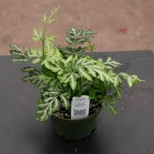 Image result for Pteris