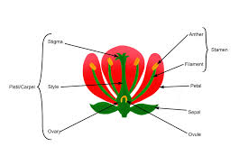 How plants make their own food. Flower Has Male Stamen Female Stigma Reproductive Organs