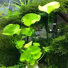 Image result for Nymphoides