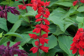 Saucy Red Salvia In 2021 Salvia Salvia Plants Plants