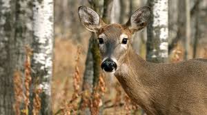 Zombie deer disease, also known as chronic wasting disease, is a type of prion disease that affects deer, elk, and moose. Zombie Deer Disease Is Spreading Across The Us What You Should Know Abc News