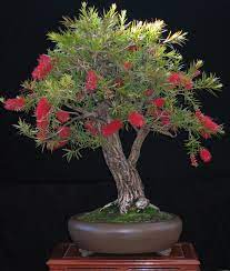 Newzealandteatreebonsai A Bottlebrush Bonsai Indoor Bonsai Tree Bonsai Tree Bonsai Tree Types