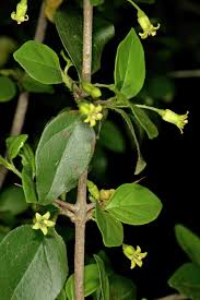 Image result for Canthium glaucum