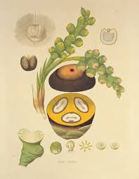 Image result for Priva flabelliformis