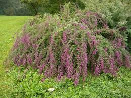 When cut to the ground in late winter to early spring, it responds by. Buschklee Lespedeza Thunbergii Garten Klee