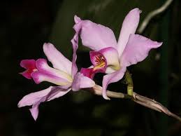 Image result for Chlorophytum anceps