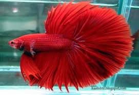 Mengenal Jenis Jenis Ikan Cupang Betta Ikan Ikan Cupang