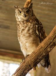 Birds In Captivity Birds Beautiful Birds Animals
