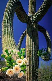 There were different trails for different levels of experience. Cs Saguaro Cactusseedslives 200 Years Etsy In 2021 Saguaro Cactus Cactus Saguaro