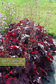 Heuchera Carnival Ca Stock Photo By Visions Premium Image 0711572