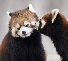 Biting Red Panda Cute Bear Drawings Red Panda Cute Red Panda