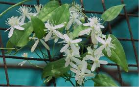 Needs pruning after flowering to avoid build up of tangled dead stems in the inner. Clematis Flammula Cultivated Eflora Of India
