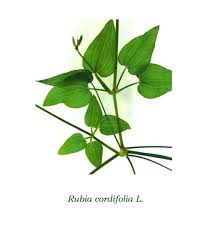 Image result for Rubia cordifolia