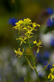 Image result for Erucastrum