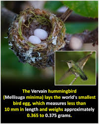 Image result for Bulbostylis microelegans