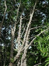 Image result for Zanthoxylum chalybeum