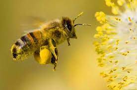 Cate calorii are mierea de albine? SÄƒ Fie Albine Ca SÄƒ Nu Fie RÄƒu
