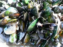 New Zealand Green Lipped Mussel Naturalremedies Green Lipped Mussel Mussels New Zealand